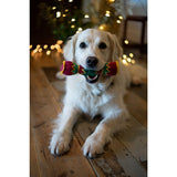 Set of 2 Artificial Cow Parsley Single Stems