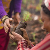 Pukka Organic Night Time Herbal Tea With Chamomile 20 Compostable Tea Bags