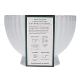 M&S Indoor Crocus Bowl