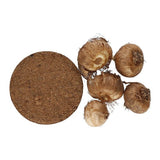 M&S Indoor Crocus Bowl