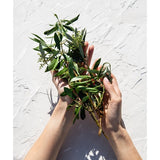 Korres Natural Pure Greek Olive Nourishing Conditioner, Dry & Damaged Hair