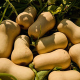 Barfoots Farming Forever British Butternut