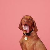 Marleybones Wet Dog Food - Salmon & Superfoods