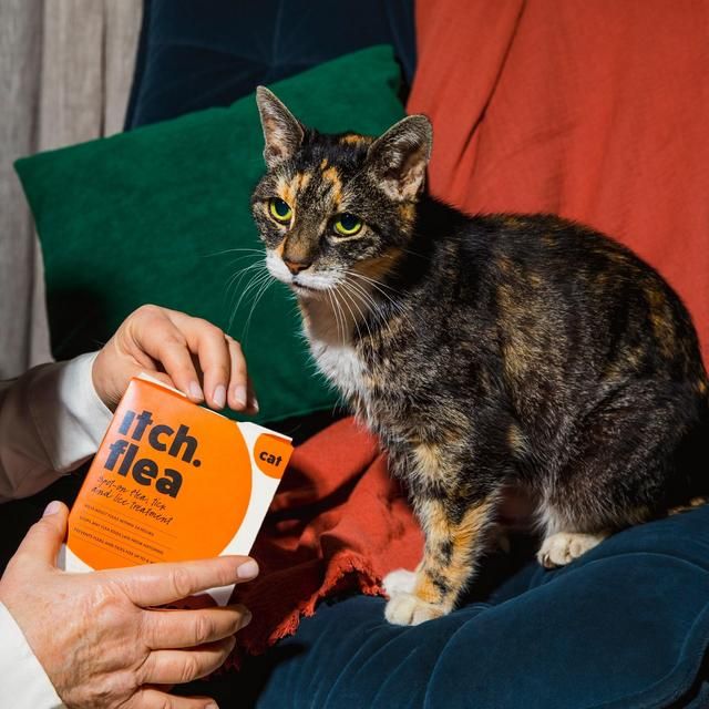 Itch Flea Cat Spot-On Flea &amp;amp; Tick treatment (1kg+)